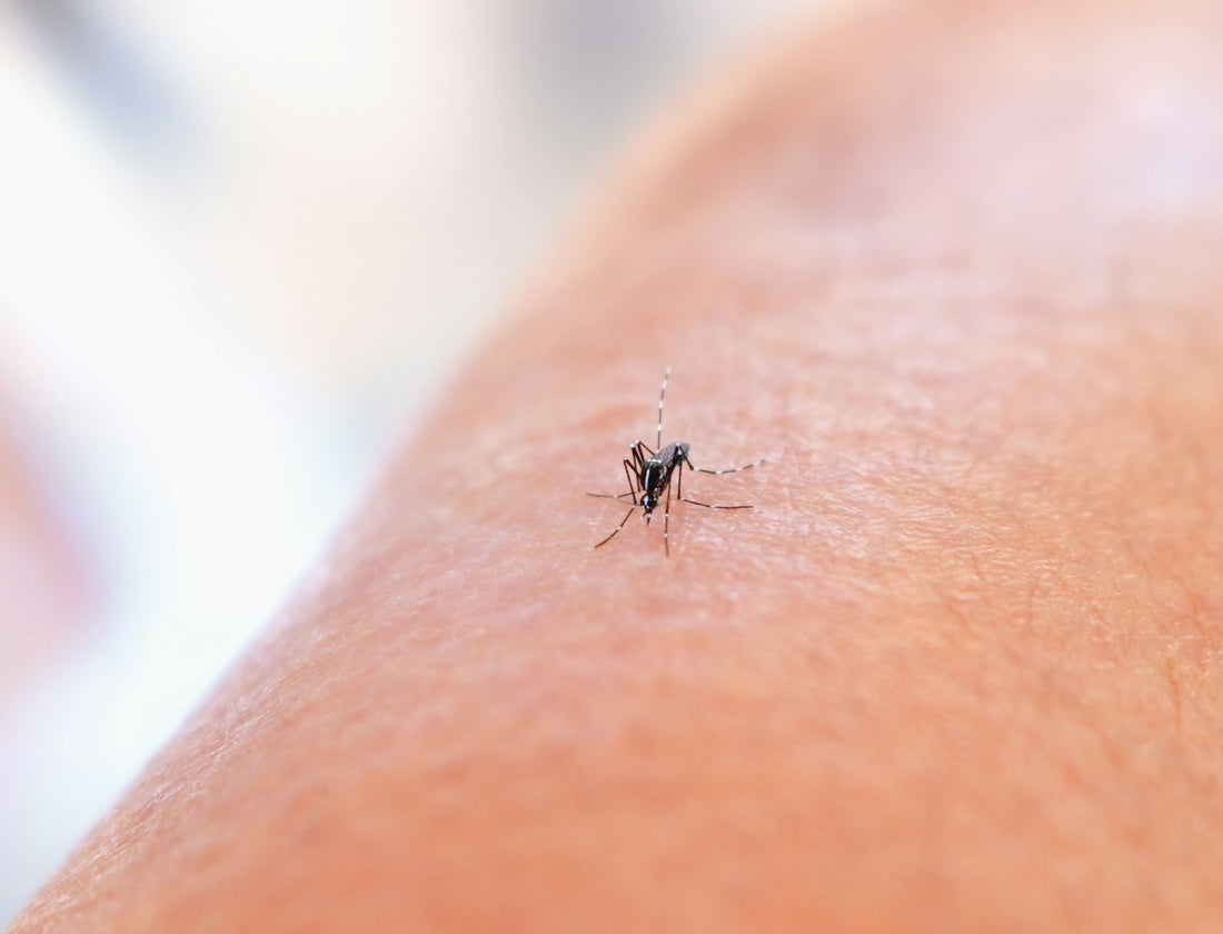 Moustique posé sur un bras